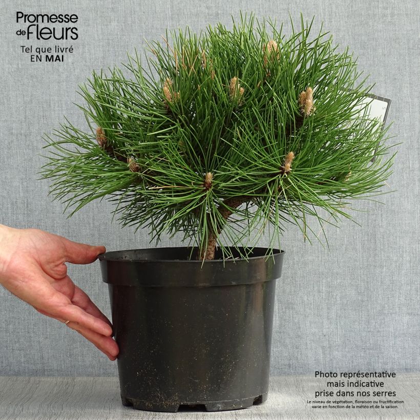 Exemplaar van Pinus nigra Nana - Zwarte den Pot van 7,5 l/10 l zoals geleverd in de lente