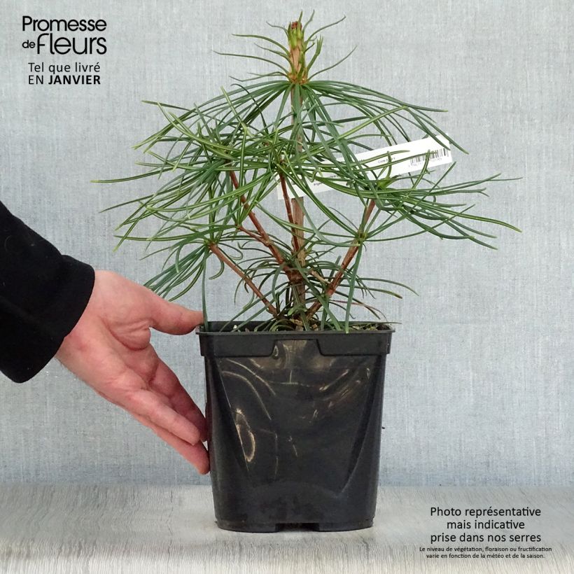 Example of Sciadopitys verticillata - Parasolden Japan Pot van 2 l/3 l as you get in hiver