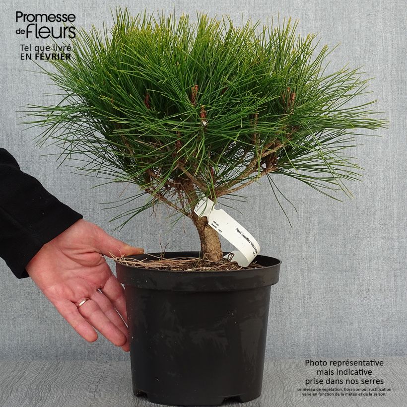 Example of Pin rouge du Japon - Pinus densiflora Alice Verkade                 Pot van 4 l/5 l as you get in hiver