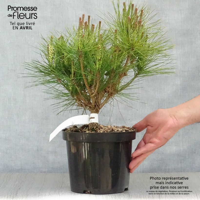 Exemplaar van Pinus densiflora Alice Verkade - Japanse rode den Pot van 4 l/5 l zoals geleverd in de lente