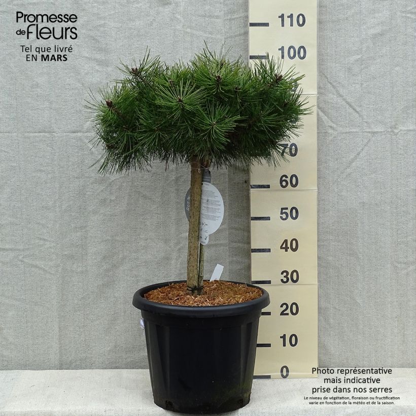 Example of Pin rouge du Japon - Pinus densiflora Low Glow                       Pot van 7,5 l/10 l as you get in hiver