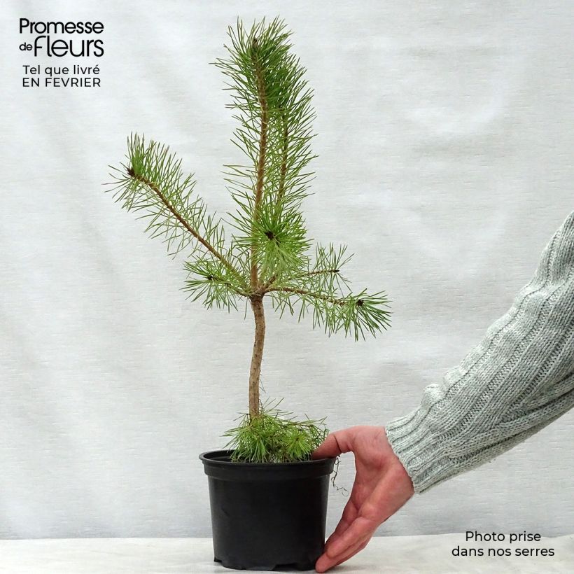 Example of Pinus sylvestris - Grove den Pot van 2 l/3 l as you get in hiver