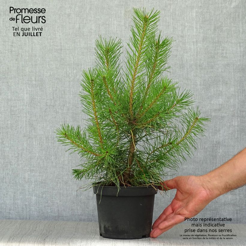 Exemplaar van Pinus sylvestris - Grove den Pot van 2 l/3 l zoals geleverd in de zomer