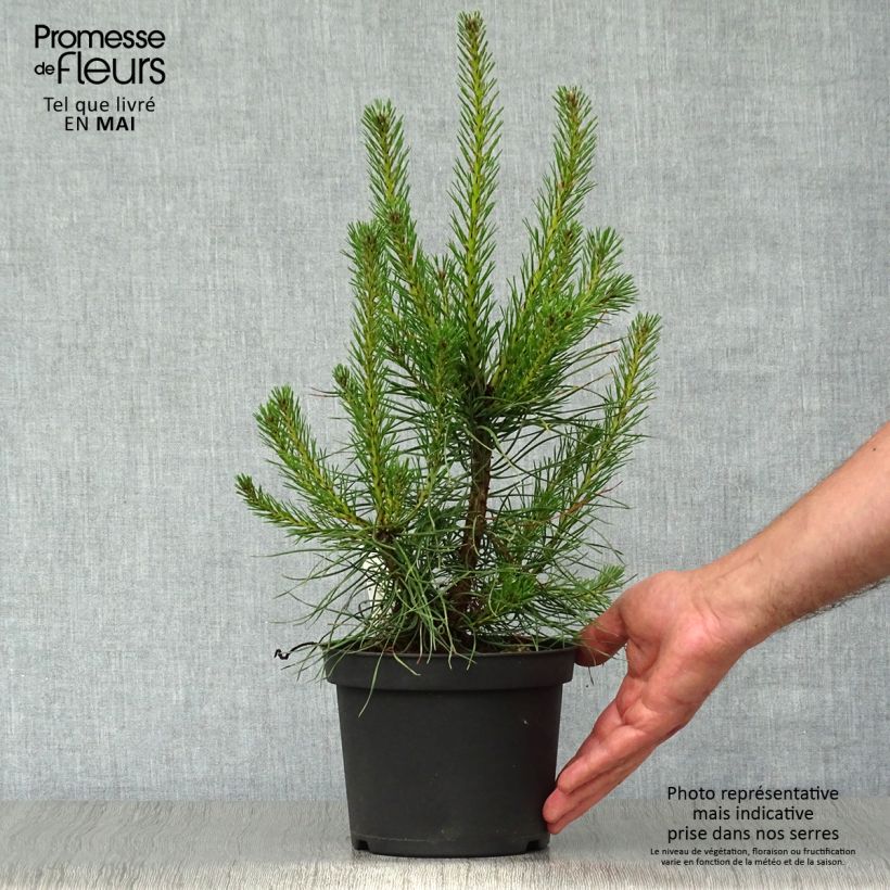 Exemplaar van Pinus sylvestris - Grove den Pot van 2 l/3 l zoals geleverd in de lente