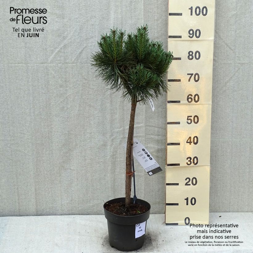 Exemplaar van Pinus sylvestris Chantry Blue - Grove den Stuk, Stengel zoals geleverd in de zomer
