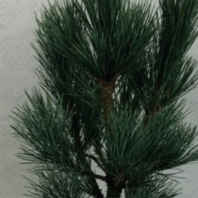 Pinus cembra Compacta Glauca - Alpenden (Foliage)