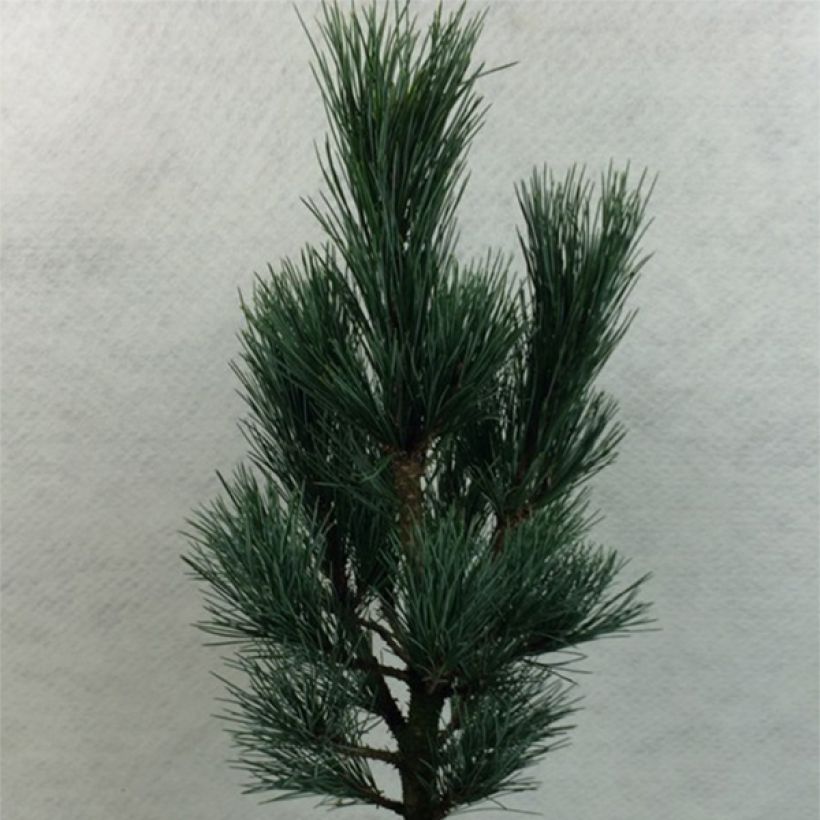 Pinus cembra Compacta Glauca - Alpenden (Plant habit)