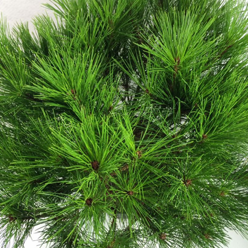 Pinus densiflora Alice Verkade - Japanse rode den (Foliage)