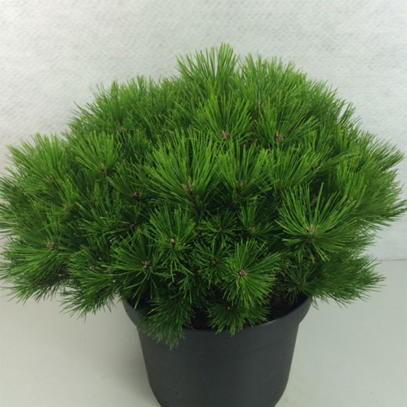Pinus densiflora Low Glow - Japanse rode den (Plant habit)