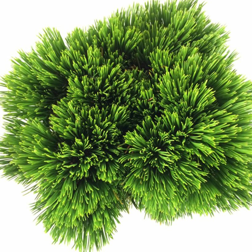 Pinus heldreichii Schmidtii - Bosnische den (Foliage)