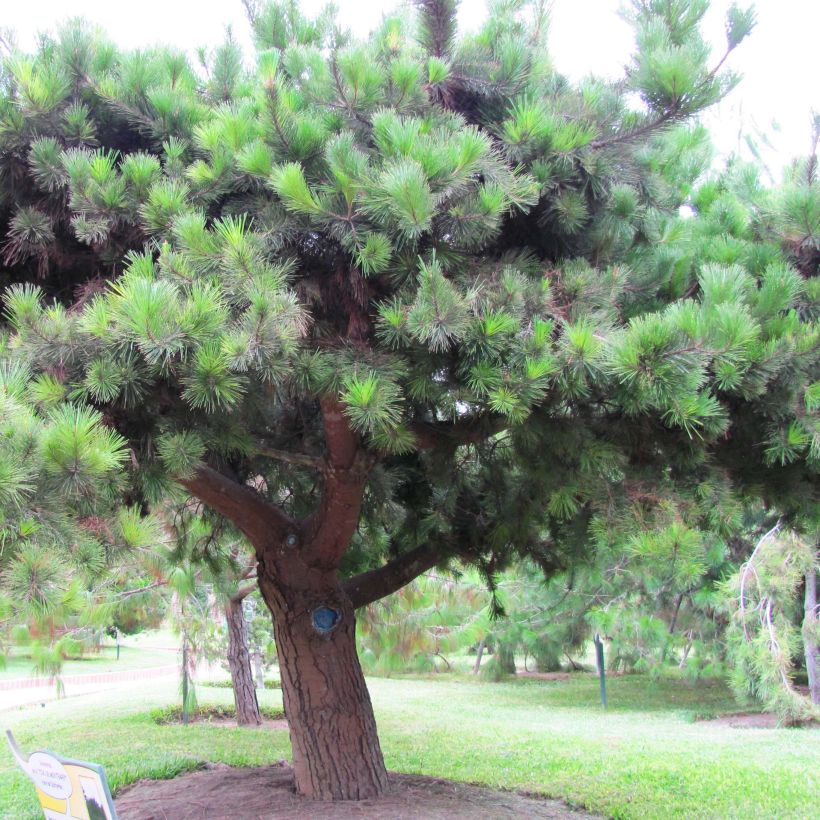 Pinus insignis - Montereyden (Plant habit)