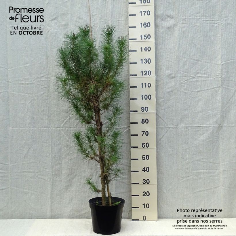 Exemplaar van Pinus insignis - Montereyden Pot van 7,5 l/10 l zoals geleverd in de herfst