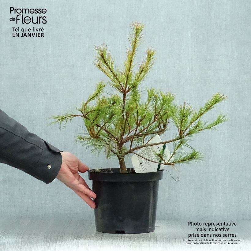 Example of Pinus insignis - Montereyden Pot van 7,5 l/10 l as you get in hiver