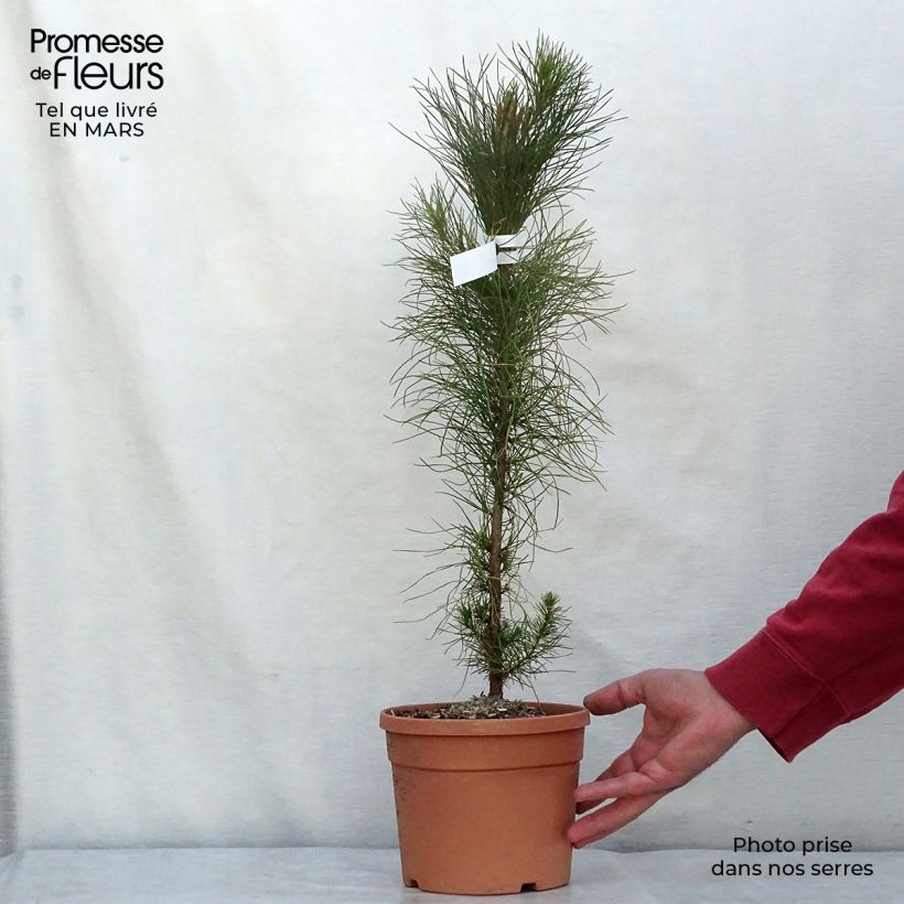 Exemplaar van Pinus insignis - Montereyden Pot van 2 l/3 l zoals geleverd in de lente
