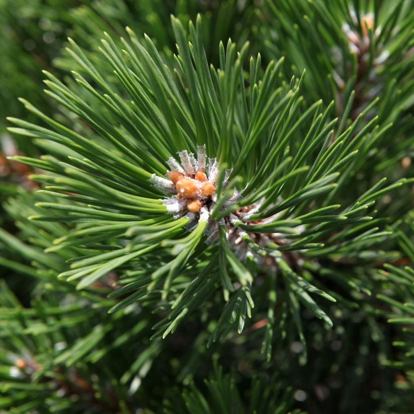 Pinus mugo Gnom - Bergden (Foliage)