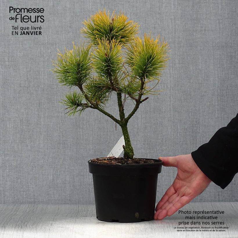 Example of Pinus mugo Golden Glow - Bergden Pot van 3 l/4 l as you get in hiver
