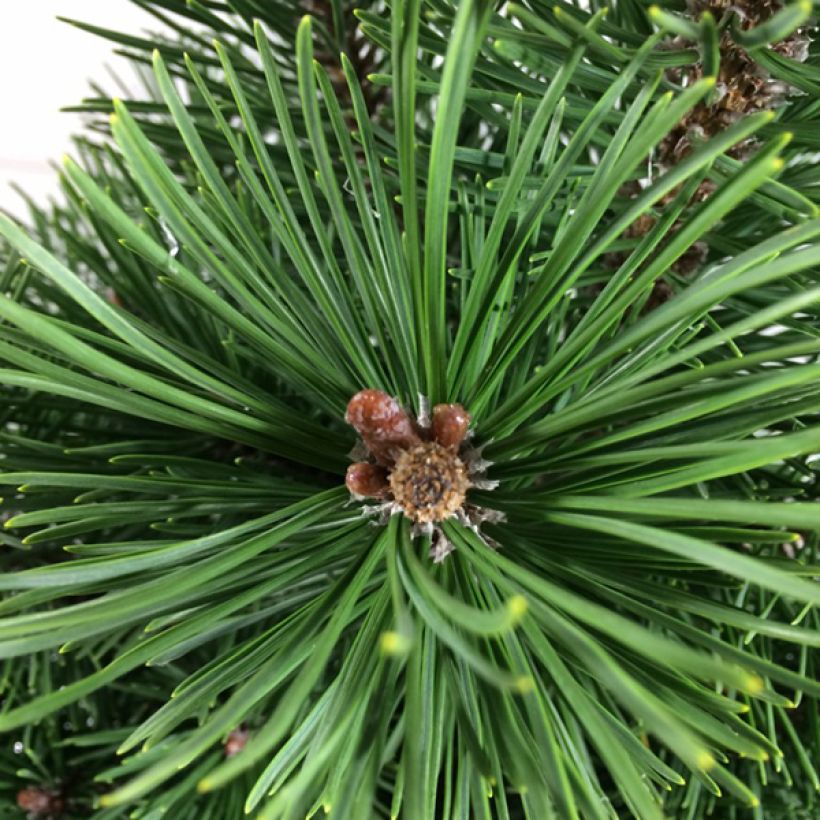 Pinus mugo Green Column - Bergden (Foliage)