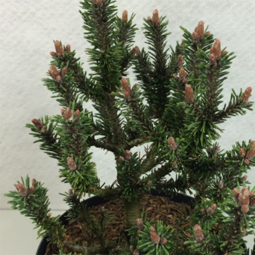 Pinus mugo Kissen - Bergden (Foliage)