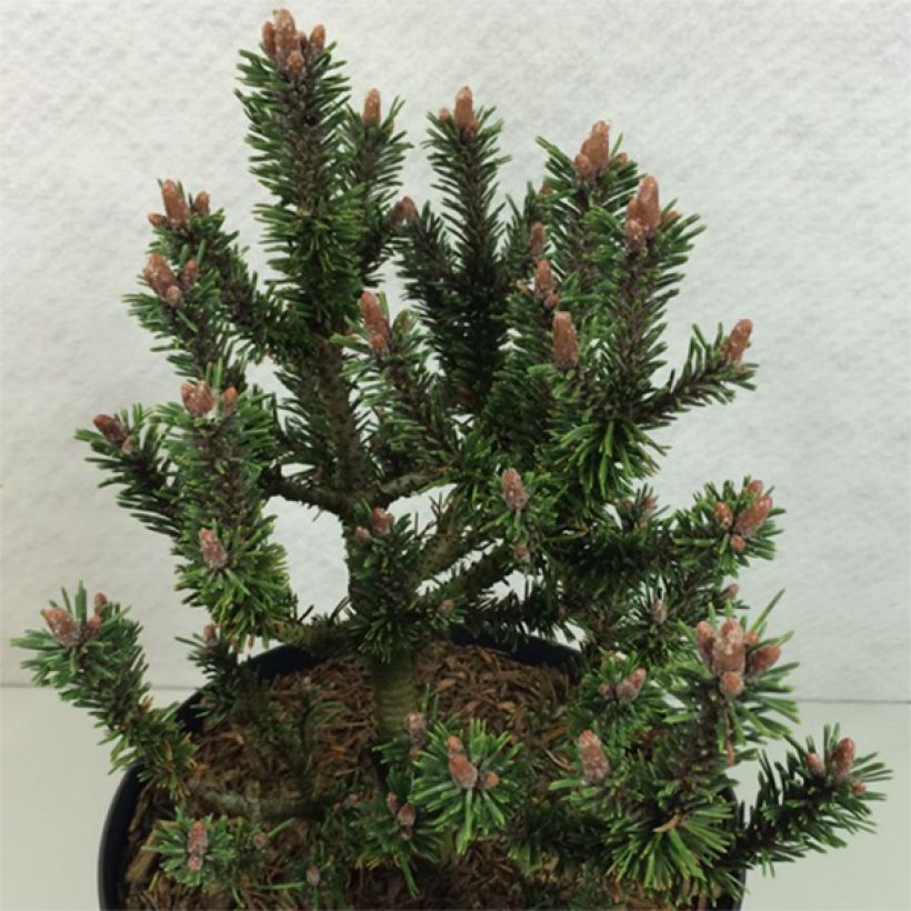 Pinus mugo Kissen - Bergden (Plant habit)