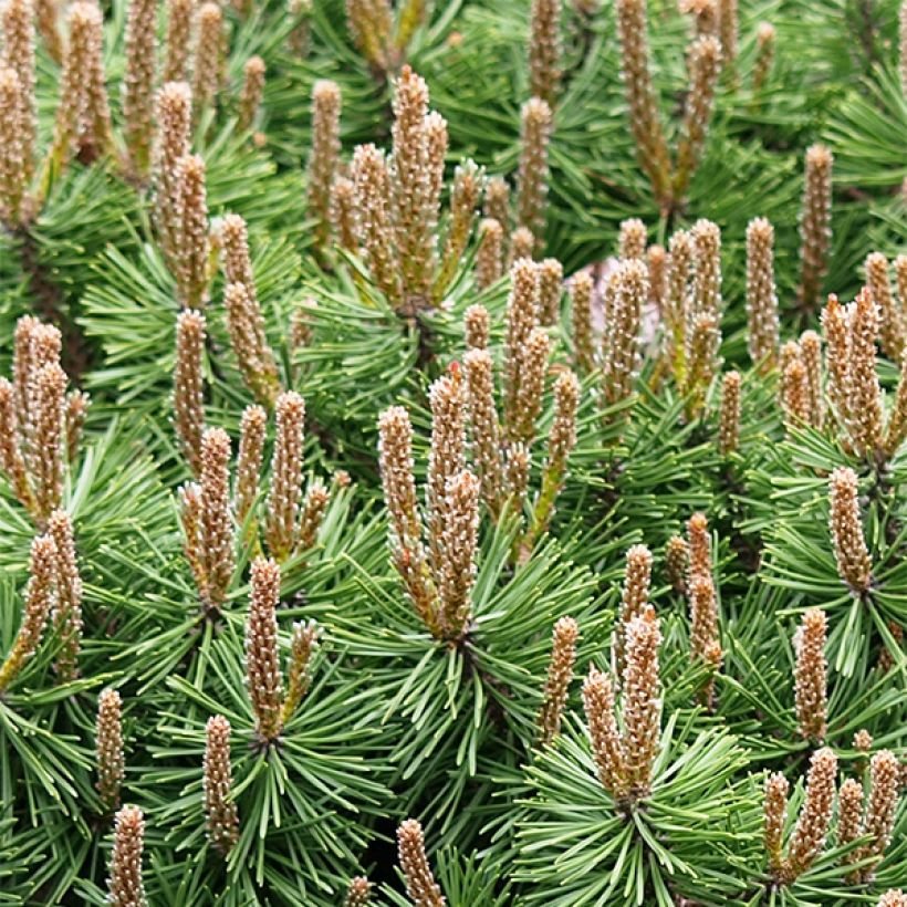 Pinus mugo Mops - Bergden (Plant habit)
