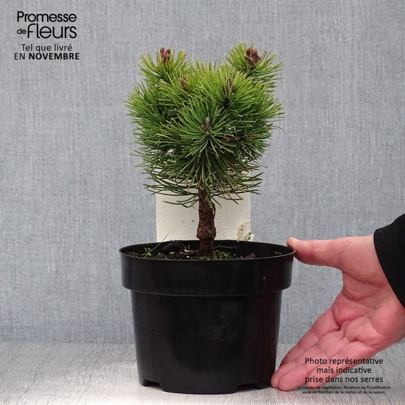 Exemplaar van Pinus mugo Mops - Bergden Pot van 2 l/3 l zoals geleverd in de herfst