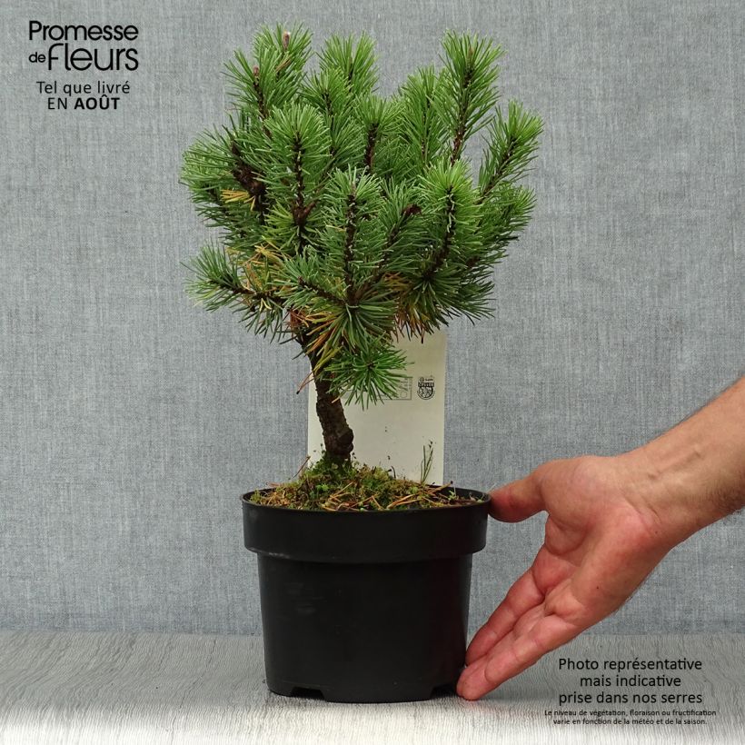 Exemplaar van Pinus mugo Mops - Bergden Pot van 2 l/3 l zoals geleverd in de zomer