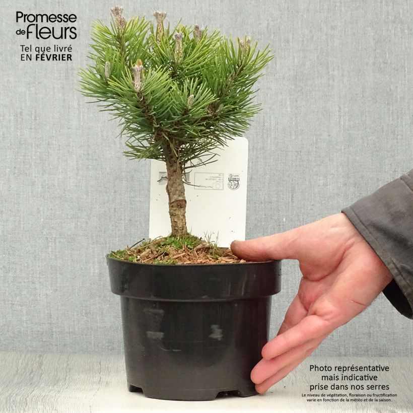 Example of Pinus mugo Mops - Pin de montagne Pot van 2 l/3 l as you get in hiver