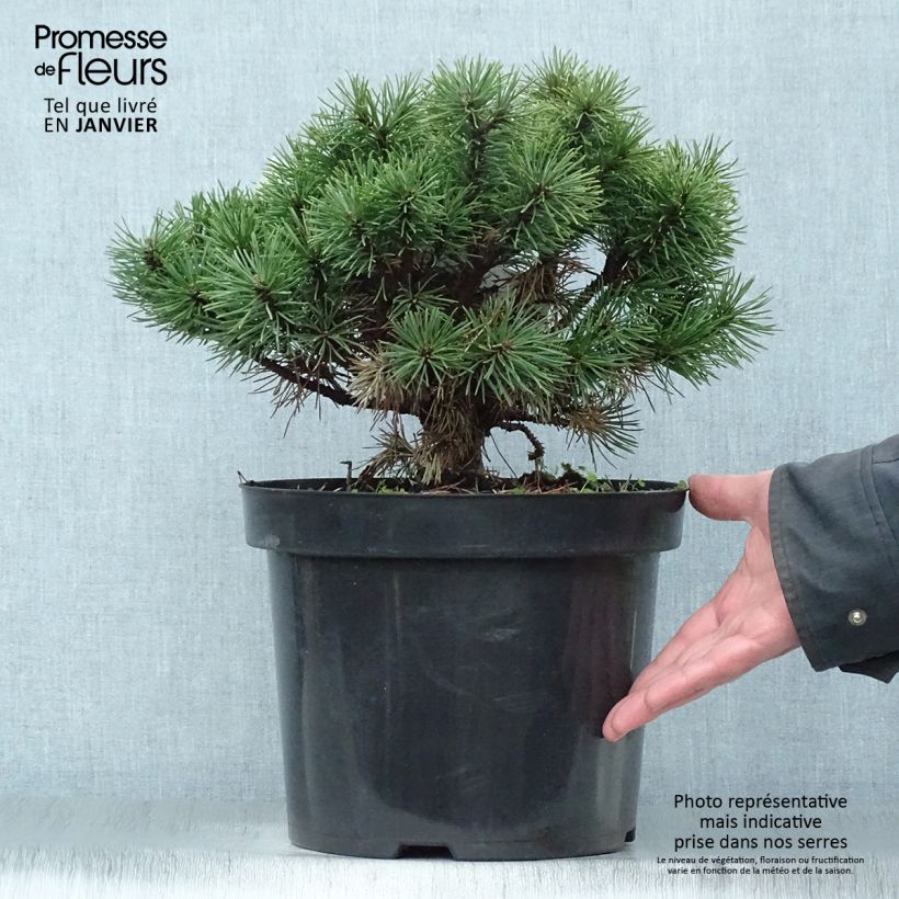 Example of Pinus mugo Mops - Pin de montagne Pot van 4 l/5 l as you get in hiver
