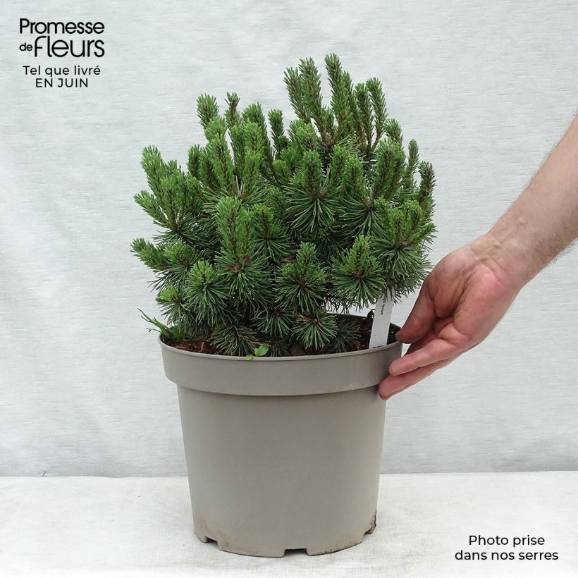 Exemplaar van Pinus mugo Mops - Bergden Pot van 4 l/5 l zoals geleverd in de zomer