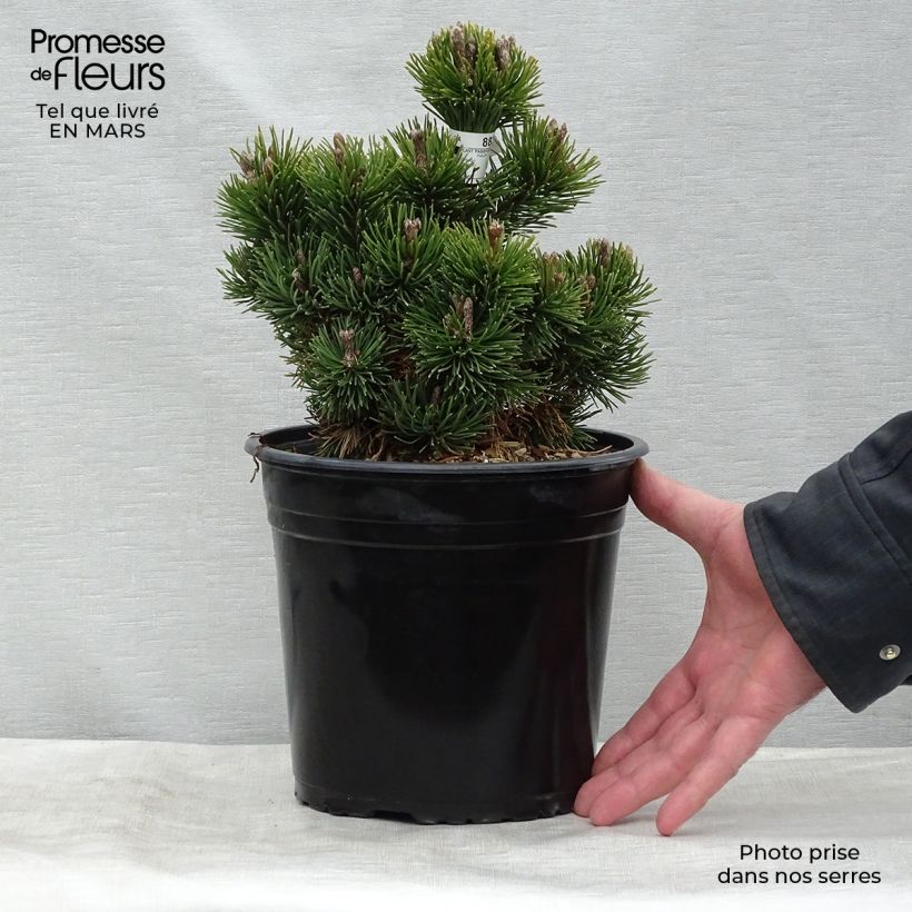 Example of Pinus mugo Picobello - Pin nain des montagnes Pot van 2 l/3 l as you get in hiver
