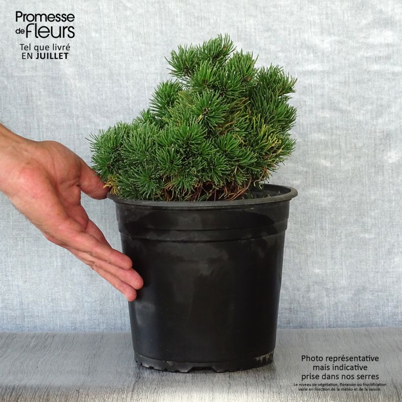 Exemplaar van Pinus mugo Picobello - Bergden Pot van 2 l/3 l zoals geleverd in de zomer