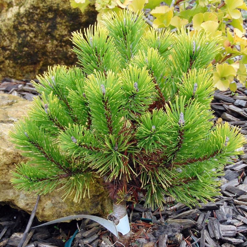Pinus mugo Winter Gold - Bergden (Plant habit)
