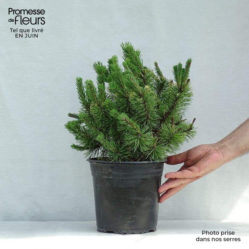 Exemplaar van Pinus mugo Winter Gold - Bergden Pot van 2 l/3 l zoals geleverd in de zomer