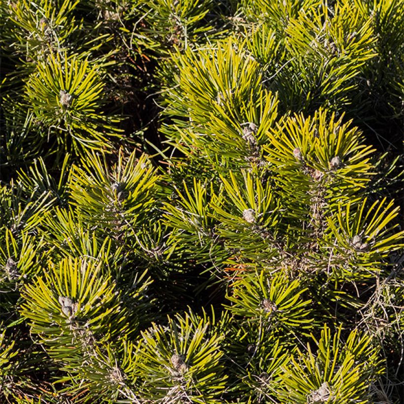Pinus mugo pumilio - Dwergbergden (Foliage)