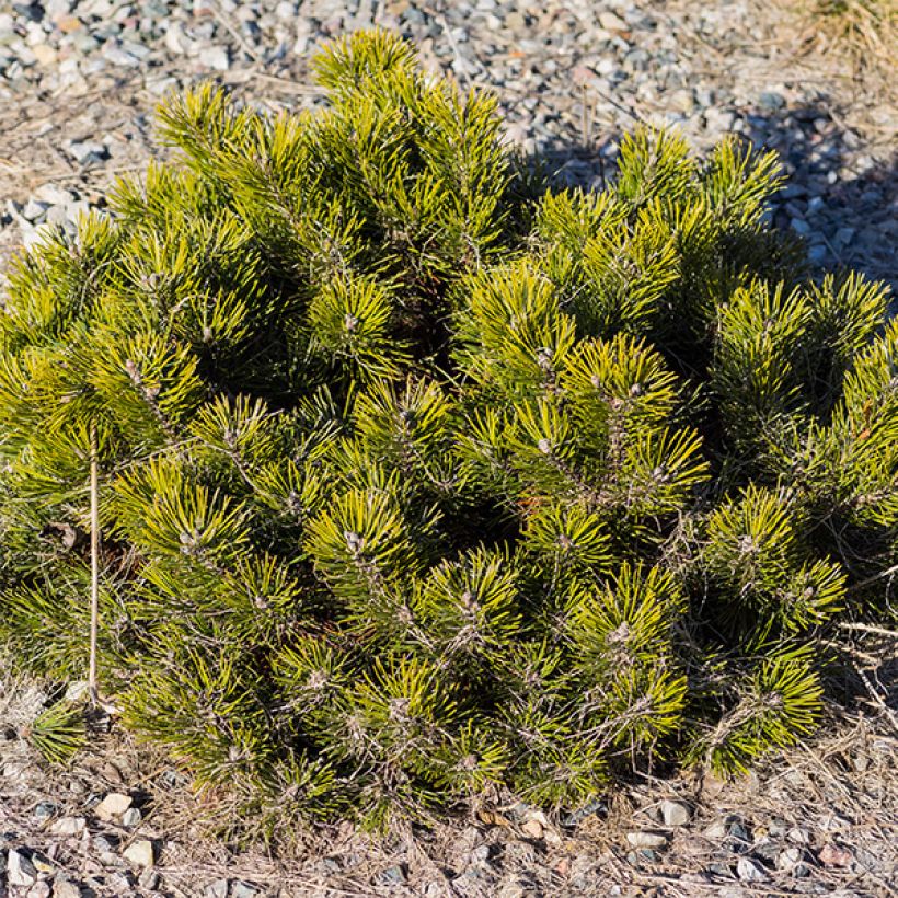 Pinus mugo pumilio - Dwergbergden (Plant habit)