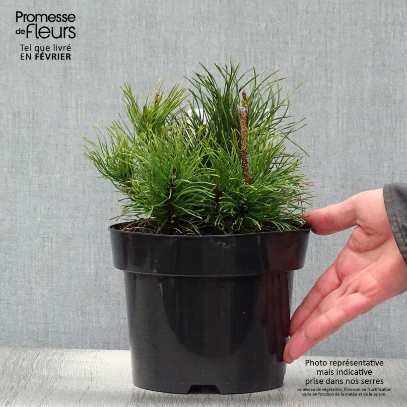 Example of Pinus mugo pumilio - Dwergbergden Pot van 2 l/3 l as you get in hiver