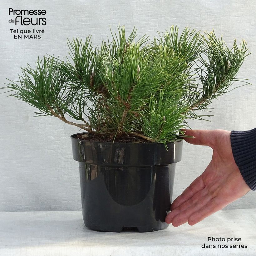 Exemplaar van Pinus mugo pumilio - Dwergbergden Pot van 2 l/3 l zoals geleverd in de lente