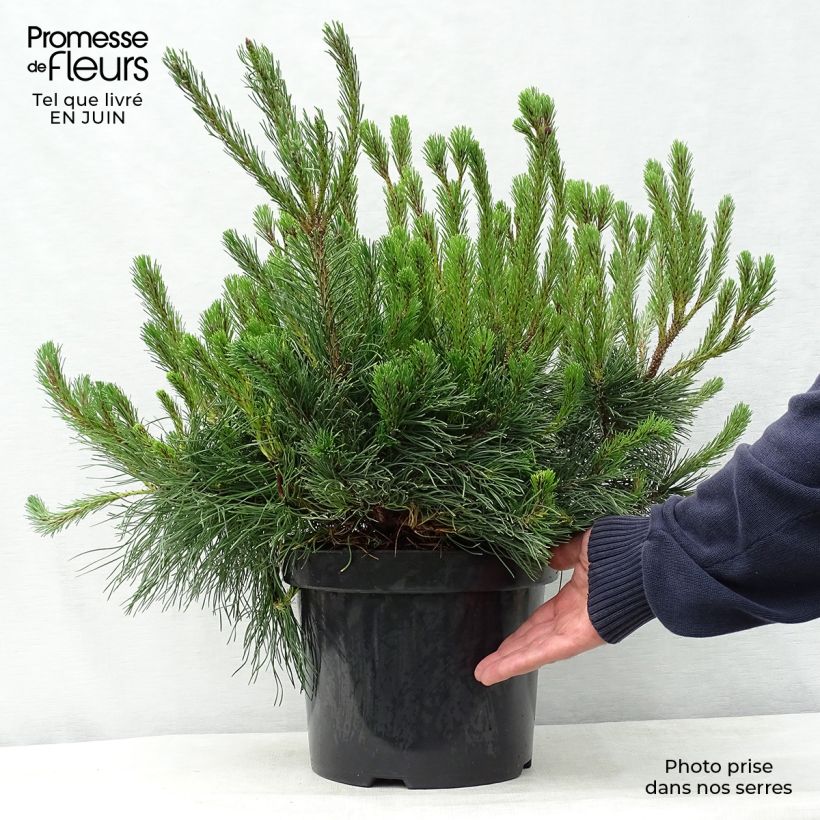 Exemplaar van Pinus mugo pumilio - Dwergbergden Pot van 7,5 l/10 l zoals geleverd in de zomer