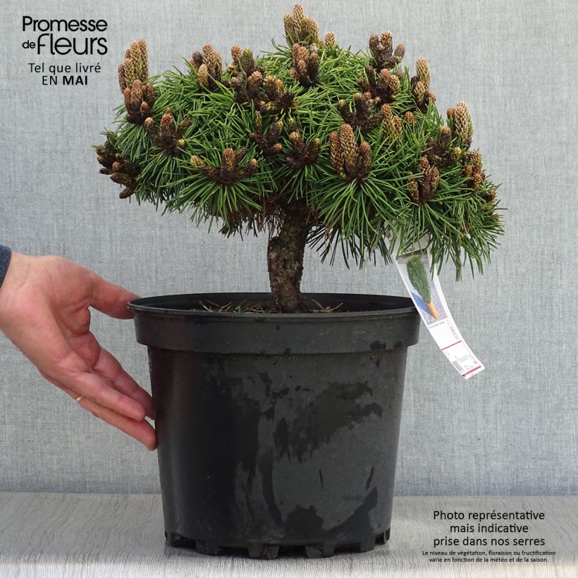 Exemplaar van Pinus nigra Agnes Brégeon - Zwarte den Pot van 6 l/7 l zoals geleverd in de lente