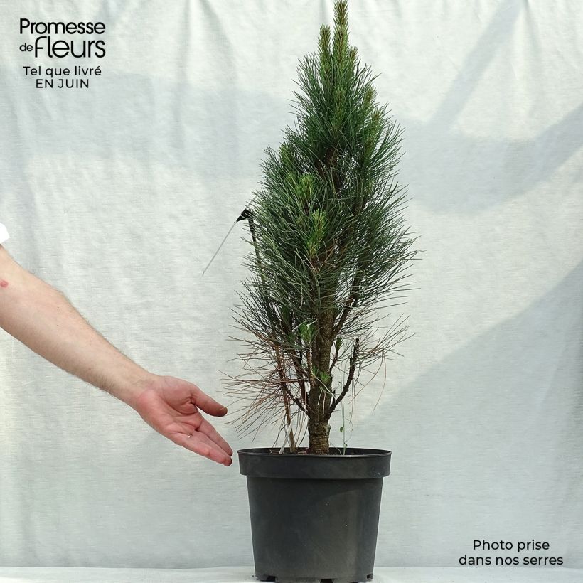 Exemplaar van Pinus nigra Green Tower - Zwarte den Pot van 7,5 l/10 l zoals geleverd in de zomer