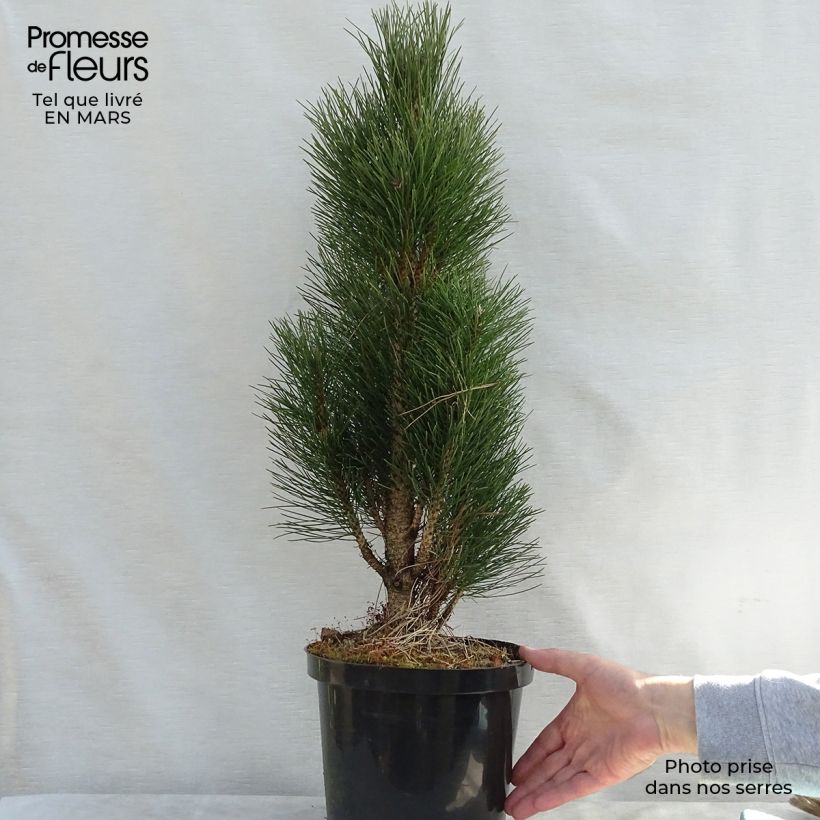 Exemplaar van Pinus nigra Green Tower - Zwarte den Pot van 7,5 l/10 l zoals geleverd in de lente