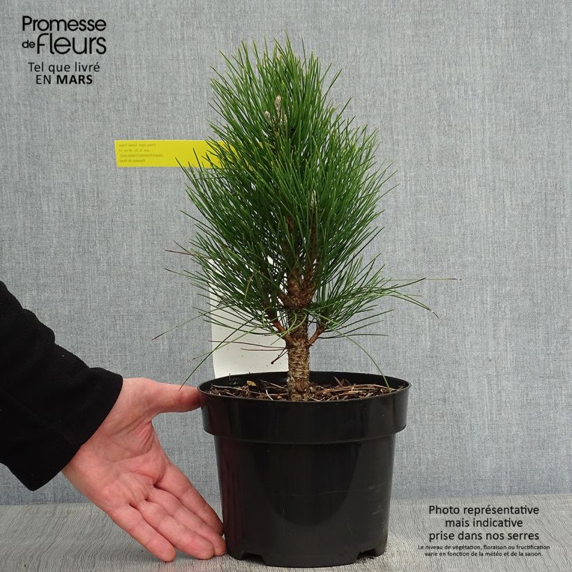 Example of Pinus nigra Green Tower - Pin noir                          Pot van 2 l/3 l as you get in hiver