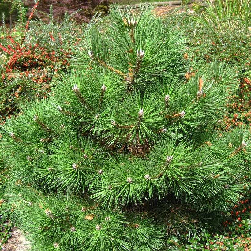 Pinus nigra Nana - Zwarte den (Plant habit)
