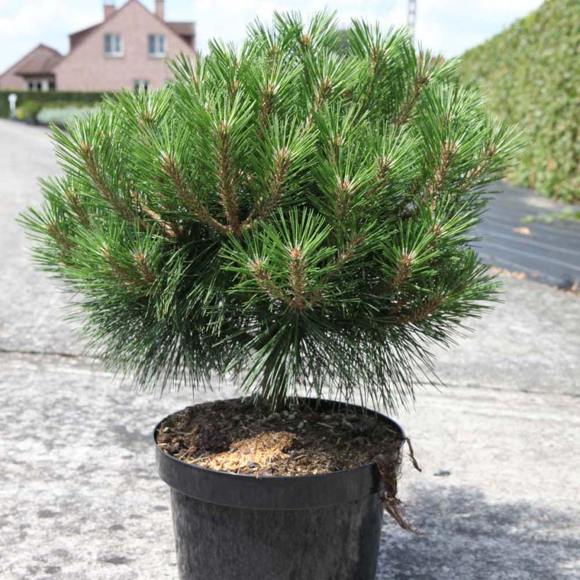 Pinus nigra Pierrick Brégeon - Zwarte den (Plant habit)