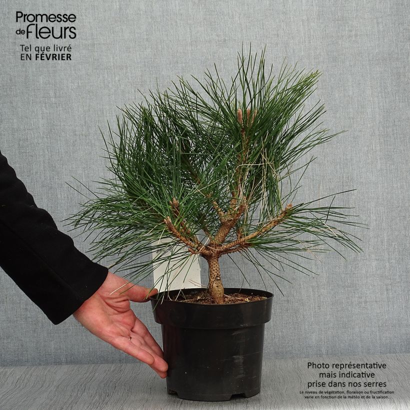 Example of Pinus nigra Pierrick Brégeon  - Pin noir Pot van 2 l/3 l as you get in hiver