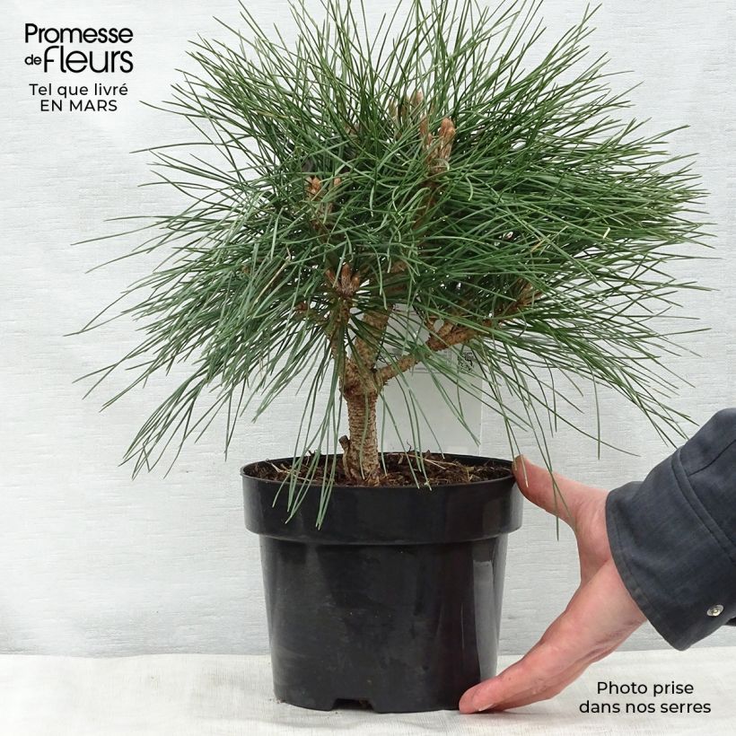 Exemplaar van Pinus nigra Pierrick Brégeon - Zwarte den Pot van 2 l/3 l zoals geleverd in de lente