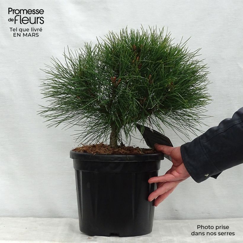 Exemplaar van Pinus nigra Pierrick Brégeon - Zwarte den Pot van 7,5 l/10 l zoals geleverd in de lente