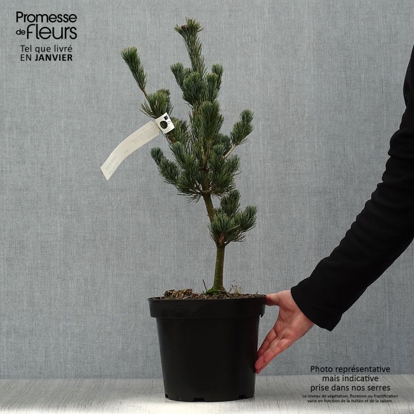 Example of Pinus parviflora Azumi Goye - Pin blanc du Japon                     Pot van 7,5 l/10 l as you get in hiver