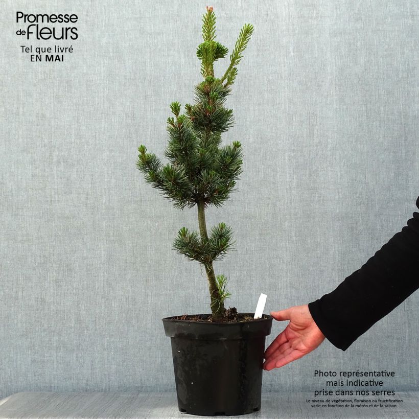 Exemplaar van Pinus parviflora Azumi Goye - Japanse witte den Pot van 7,5 l/10 l zoals geleverd in de lente