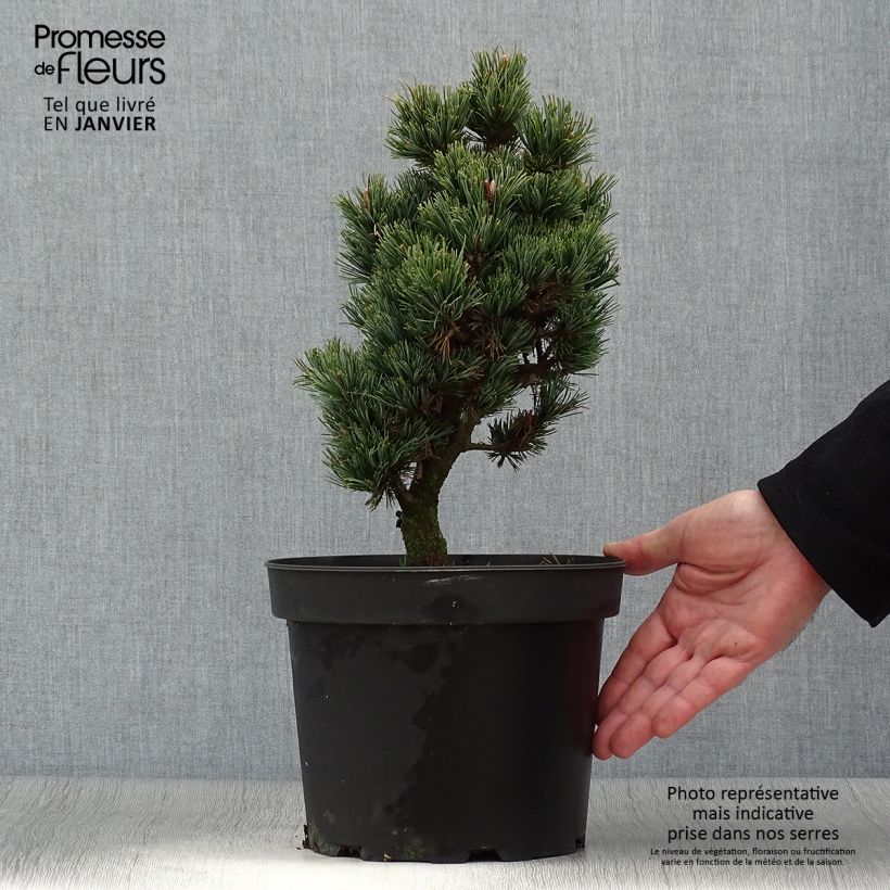 Example of Pinus parviflora Beran - Pin blanc du Japon                           Pot van 4 l/5 l as you get in hiver
